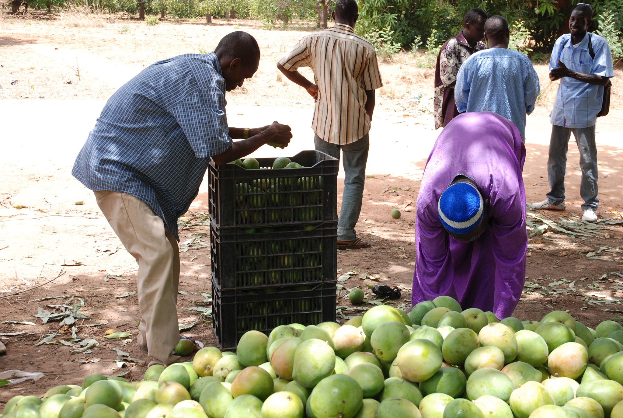 De la levure de bière pour appâter les mouches du fruit