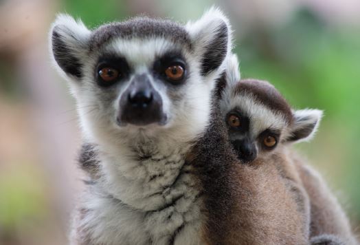 Inklusiver Schutz des madagassischen Urwalds